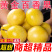 热卖】正宗黄金钦蜜9号百香果超甜**大号皱皮整箱5/10斤批
