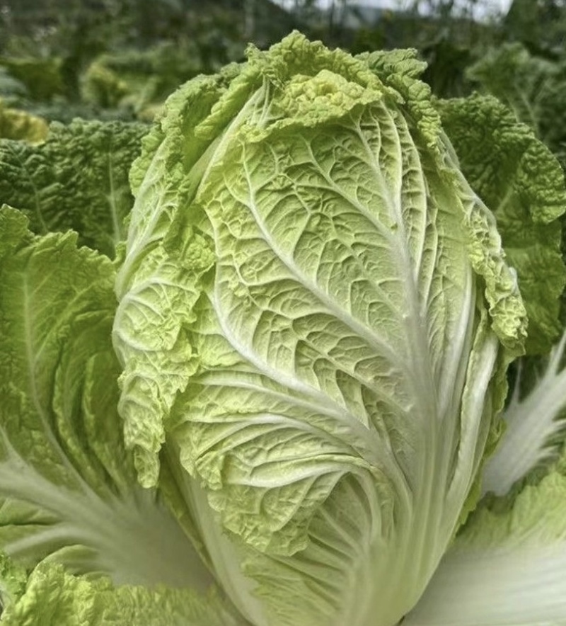 现摘现发，贵州大白菜高山露天种植火锅白菜当季菜新鲜菜