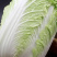现摘现发，贵州大白菜高山露天种植火锅白菜当季菜新鲜菜