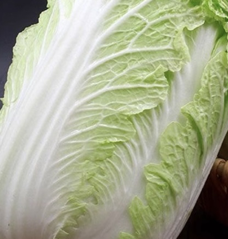 现摘现发，贵州大白菜高山露天种植火锅白菜当季菜新鲜菜