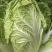 现摘现发，贵州大白菜高山露天种植火锅白菜当季菜新鲜菜