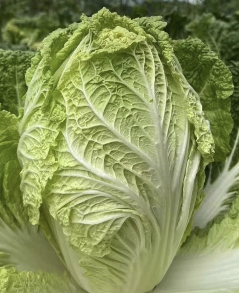 现摘现发，贵州大白菜高山露天种植火锅白菜当季菜新鲜菜