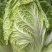 现摘现发，贵州大白菜高山露天种植火锅白菜当季菜新鲜菜