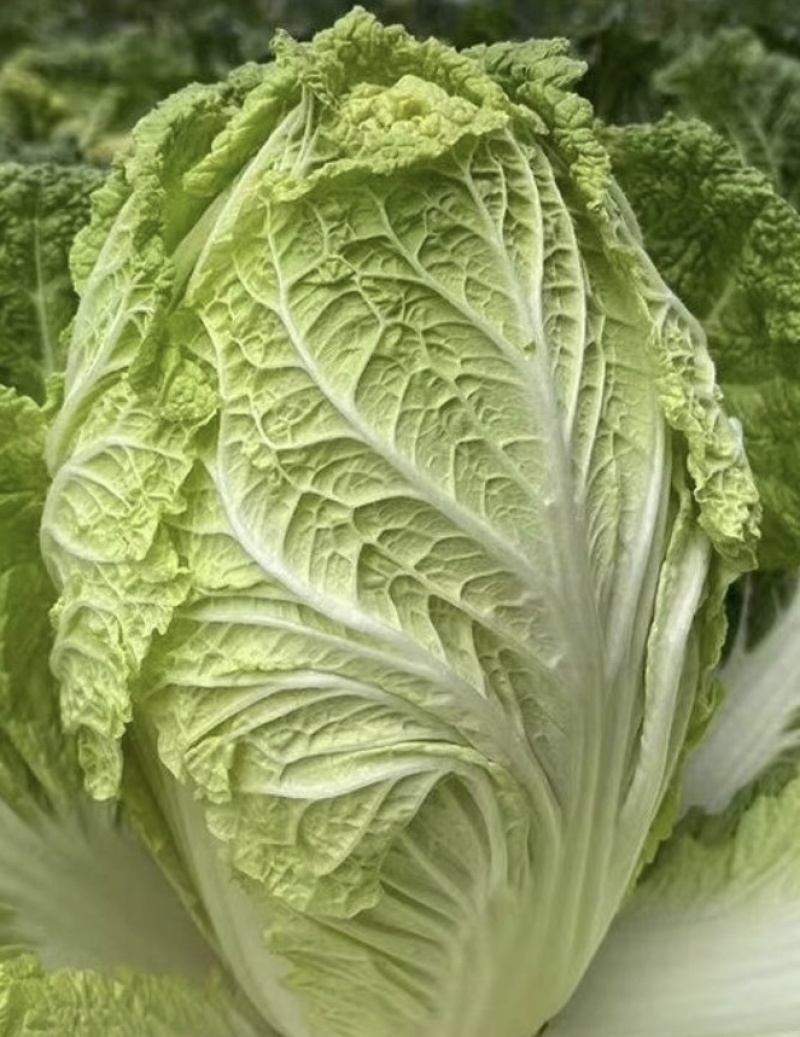 现摘现发，贵州大白菜高山露天种植火锅白菜当季菜新鲜菜