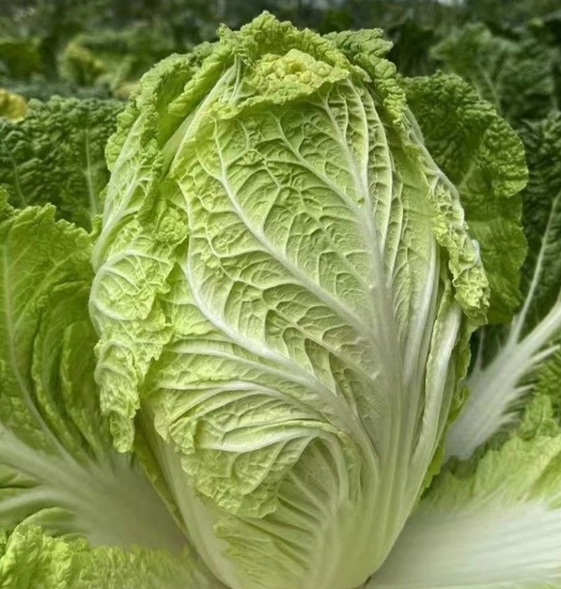 现摘现发，贵州大白菜高山露天种植火锅白菜当季菜新鲜菜