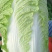 现摘现发，贵州大白菜高山露天种植火锅白菜当季菜新鲜菜