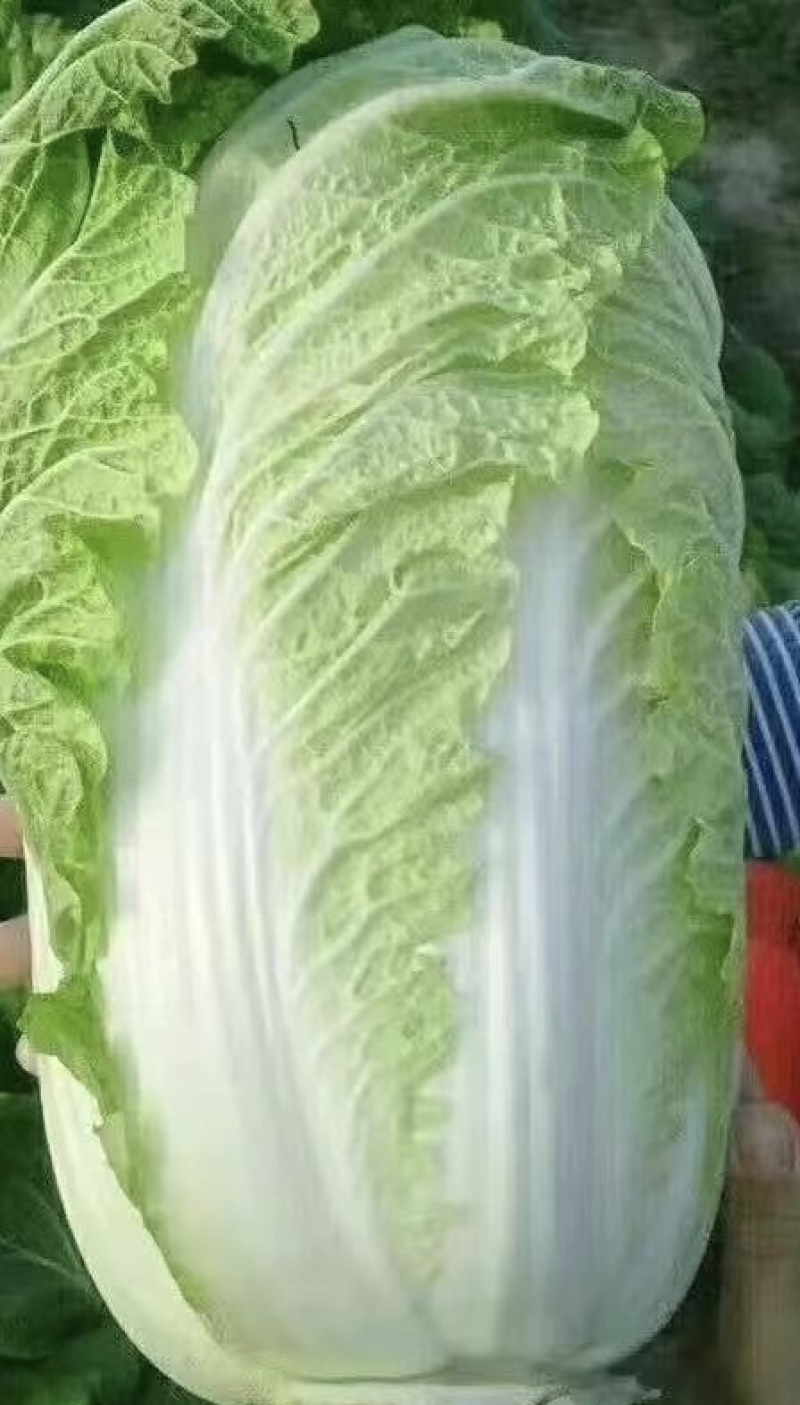 现摘现发，贵州大白菜高山露天种植火锅白菜当季菜新鲜菜