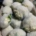 精品有机菜花、散花、白面青梗、小米花、大量上市、代发全国