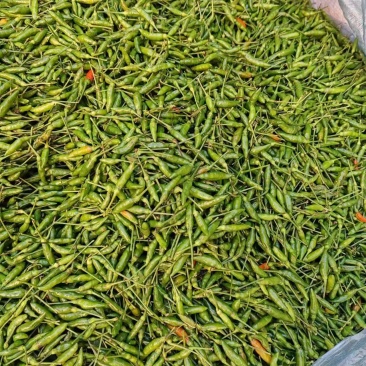 越南小米辣