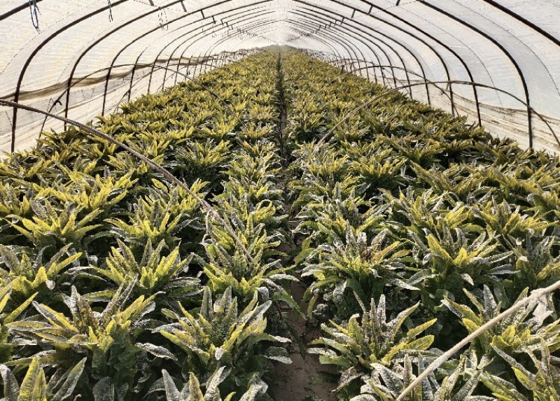 砀山红叶香莴笋产地直发可视频看货