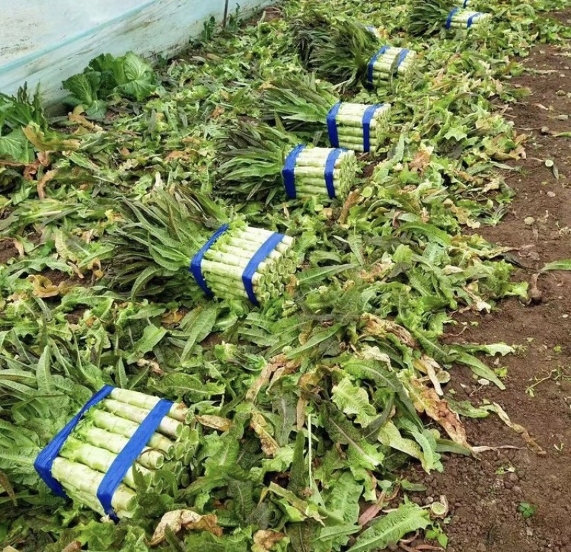 砀山红叶香莴笋产地直发可视频看货