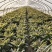 砀山红叶香莴笋产地直发可视频看货