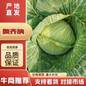 奥奇娜/产地直发/宣菜/手感菜/硬菜/规格全！电联！