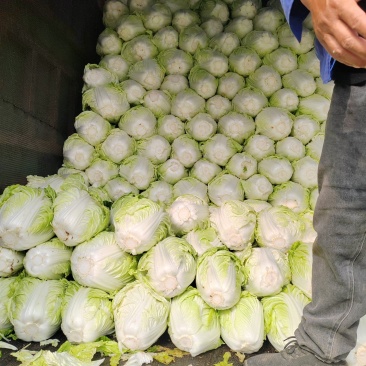 鸡腿白菜【白菜】全国代发万亩蔬菜基地，支持视频看货
