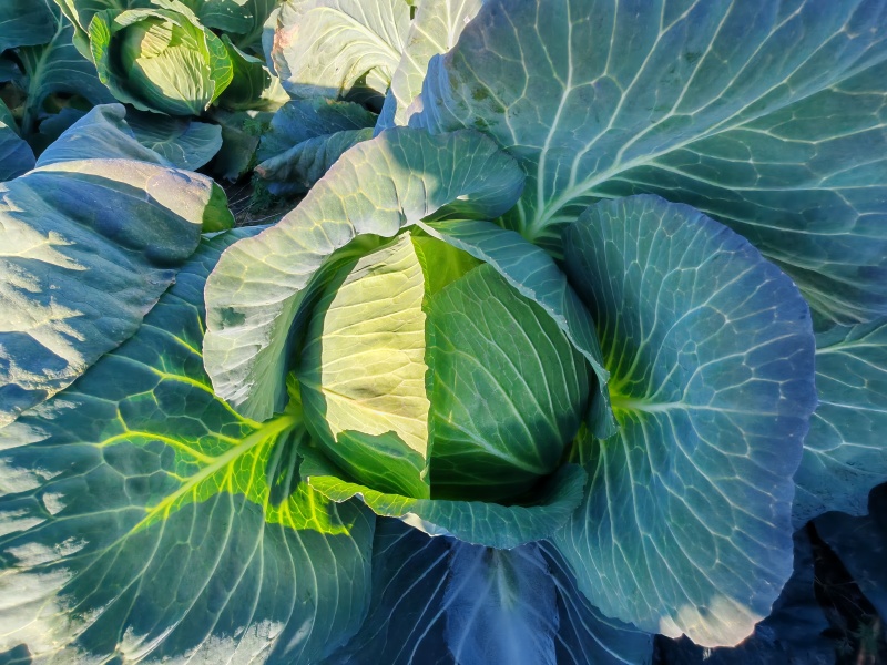 奥奇娜/产地直发/宣菜/手感菜/硬菜/规格全！电联！