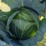 奥奇娜/产地直发/宣菜/手感菜/硬菜/规格全！电联！