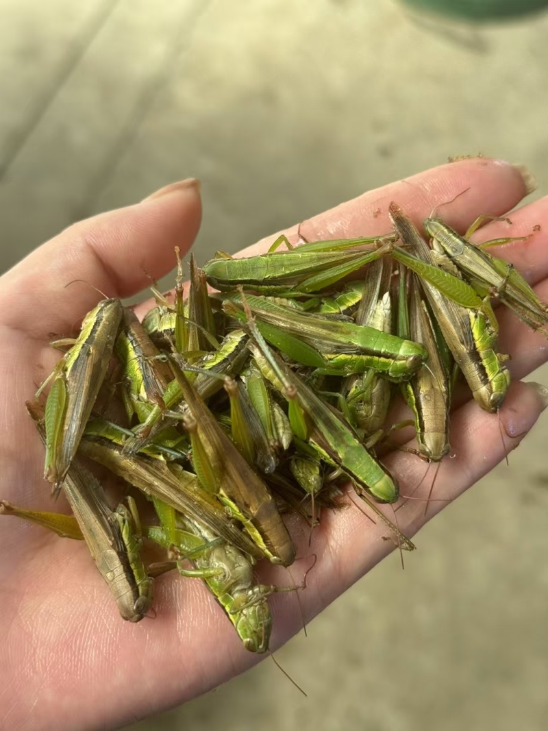 小稻蝗今年新货颜色好稻田蚂蚱蝗虫蚂蚱