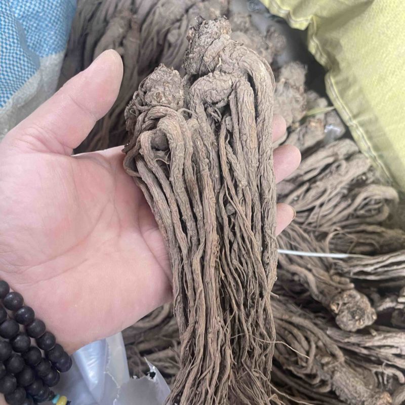 天然当归不含杂质全网低价保质保量