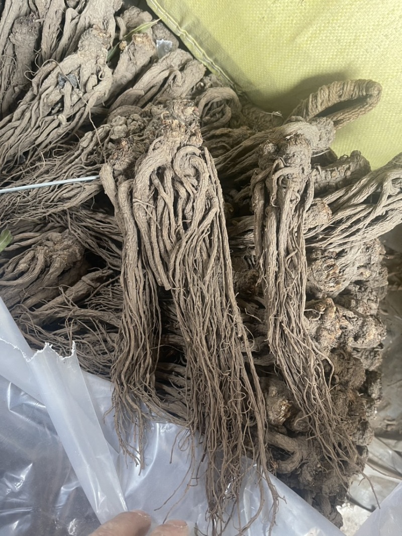 天然当归不含杂质全网低价保质保量