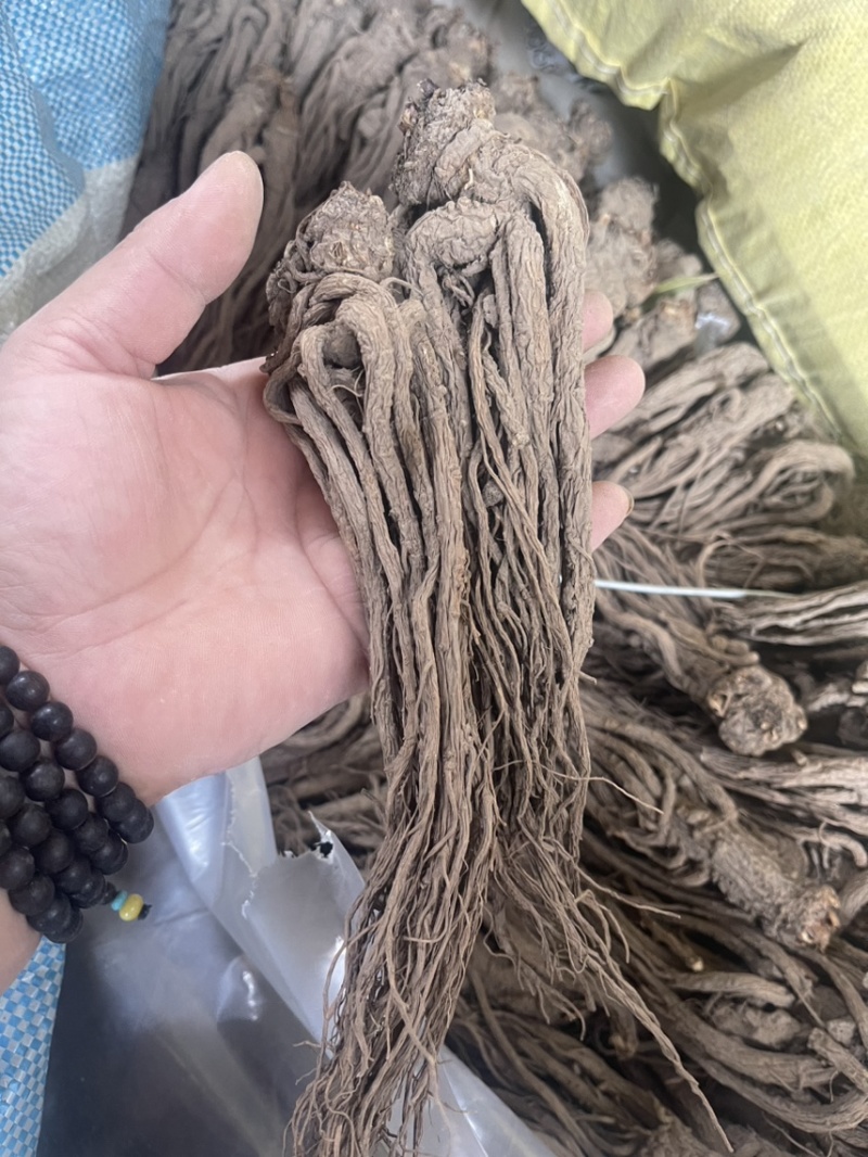 天然当归不含杂质全网低价保质保量