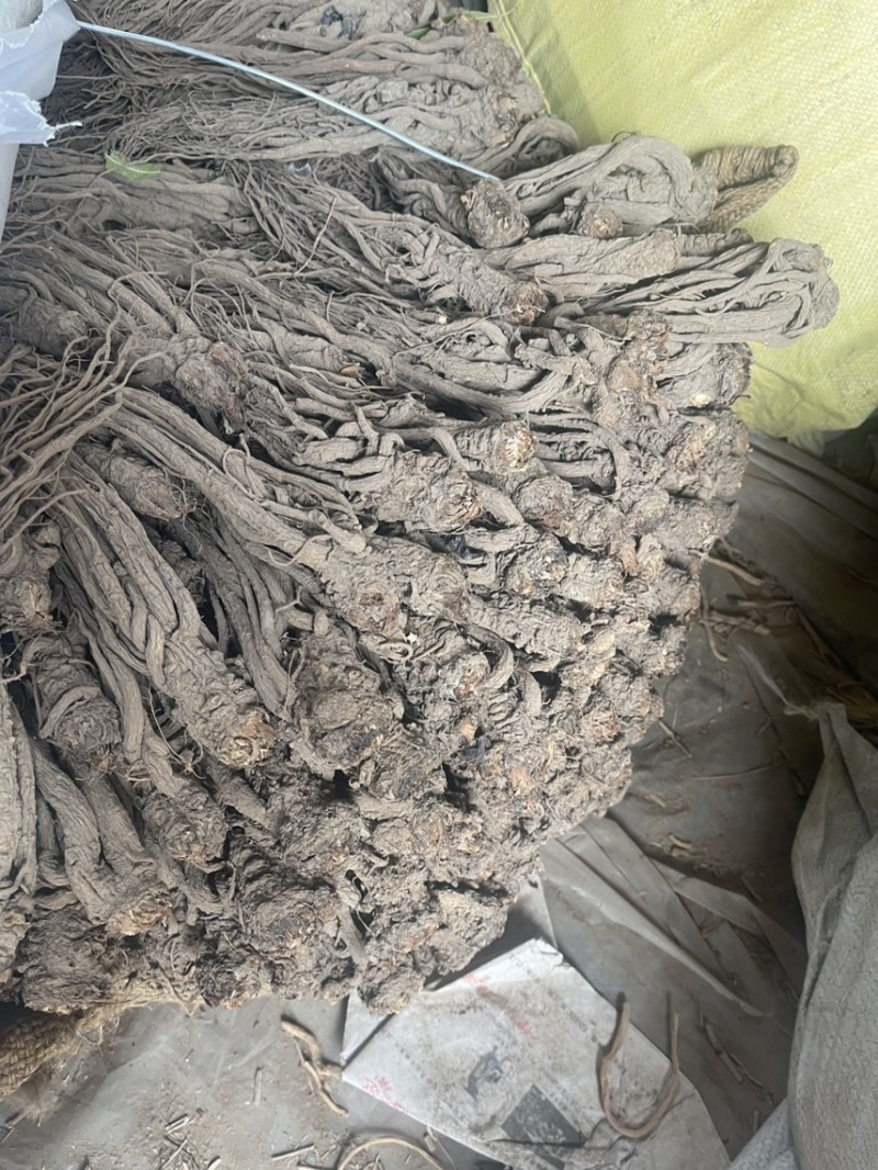 天然当归不含杂质全网低价保质保量