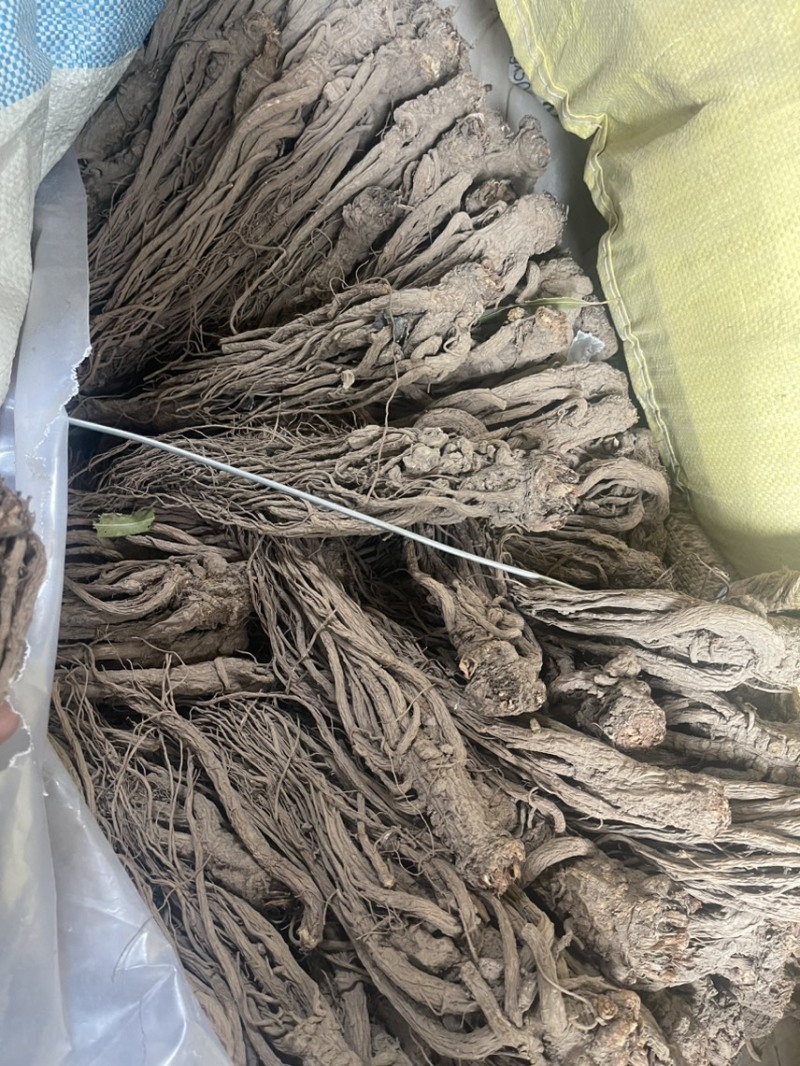 天然当归不含杂质全网低价保质保量