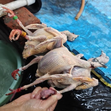 新鲜健康鸽子，肉质鲜美，适合家庭聚餐，欢迎选购！
