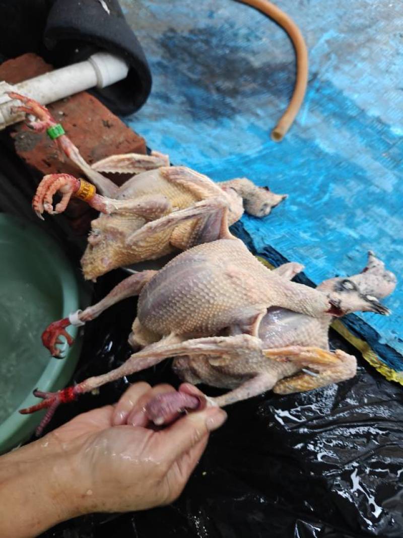 新鲜健康鸽子，肉质鲜美，适合家庭聚餐，欢迎选购！