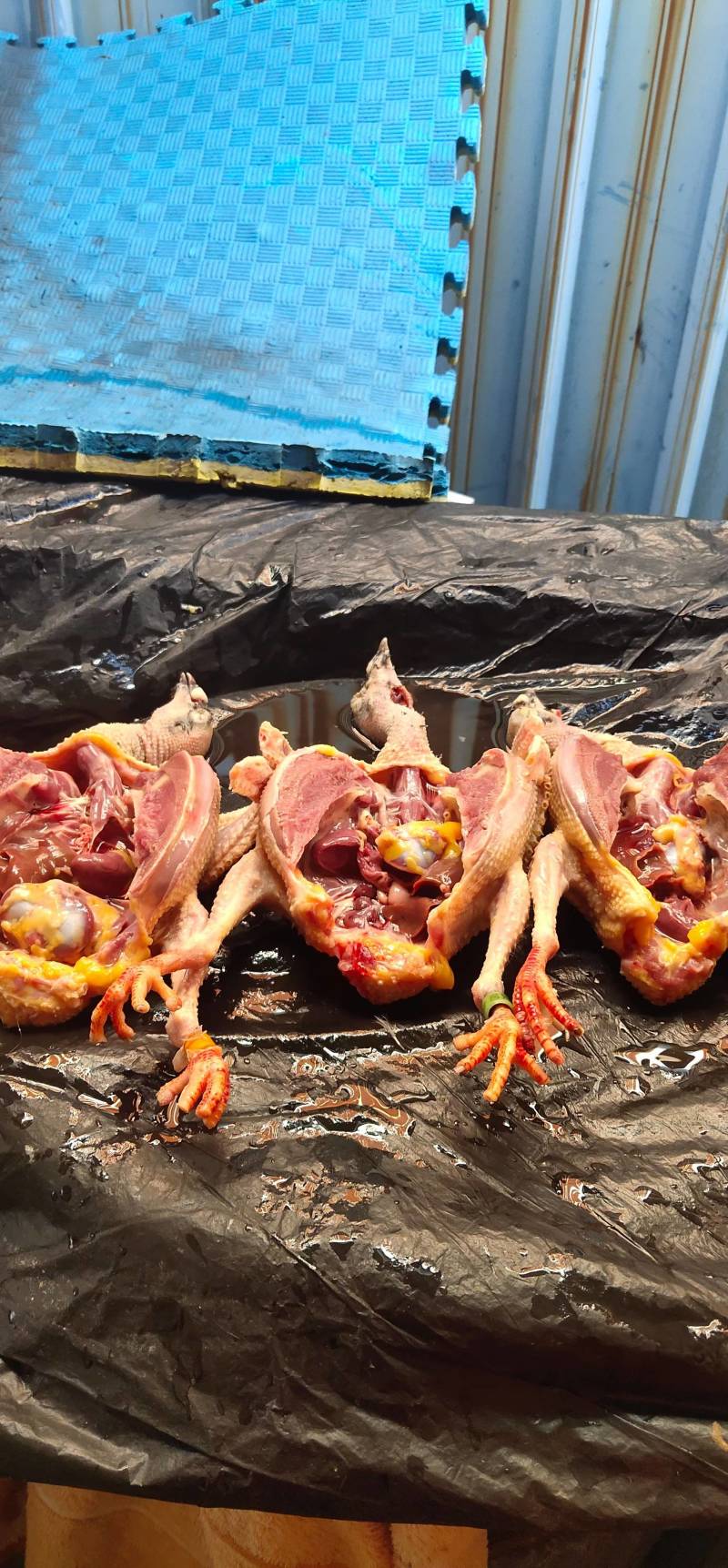 新鲜健康鸽子，肉质鲜美，适合家庭聚餐，欢迎选购！