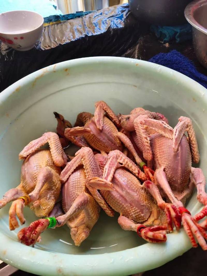 新鲜健康鸽子，肉质鲜美，适合家庭聚餐，欢迎选购！