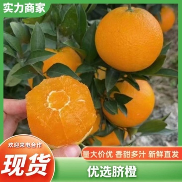 脐橙九月红脐橙湖北脐橙（热卖中）现摘现发规格齐全代发全国