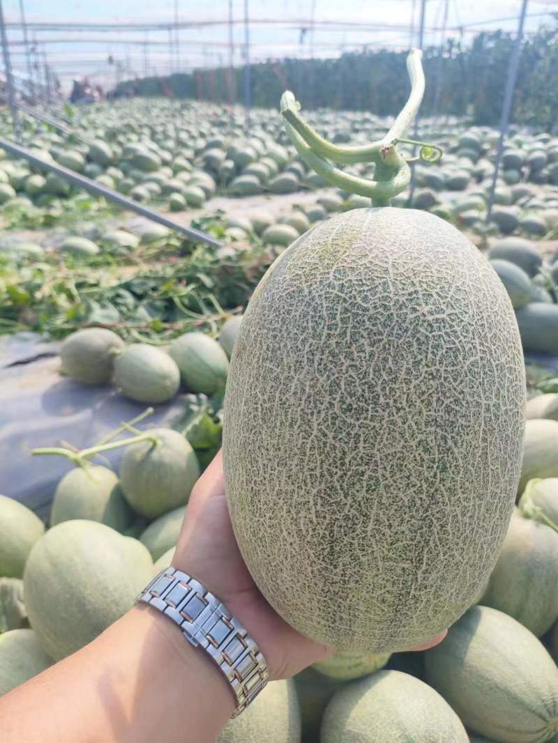 【推荐】精品西周蜜哈密瓜甜度高，价优，可看货欢迎