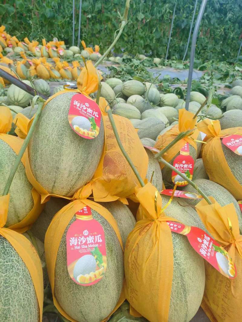 【推荐】精品西周蜜哈密瓜甜度高，价优，可看货欢迎