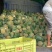海南精品凤梨，产地直供，量大从优欢迎咨询