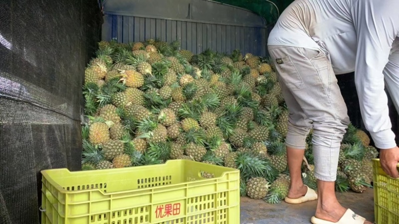 海南精品凤梨，产地直供，量大从优欢迎咨询