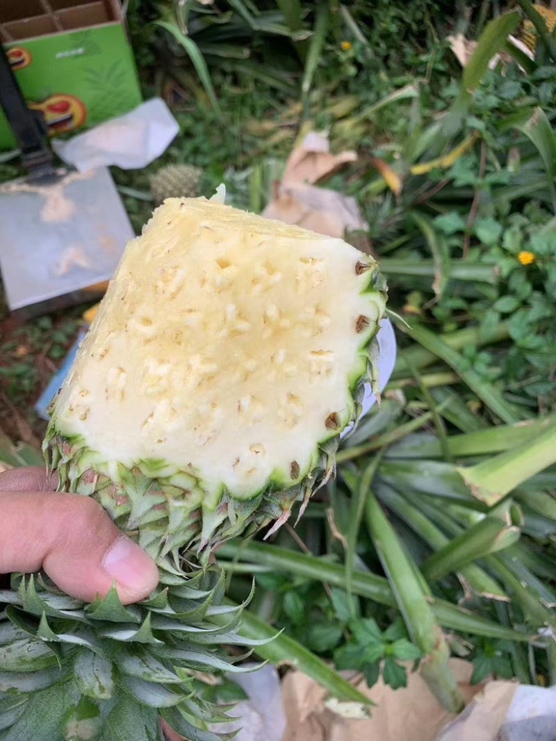 海南精品凤梨，产地直供，量大从优欢迎咨询