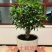 优质营养土，疏松透气，保水保肥不积水不烂根，不生蚊虫杂草