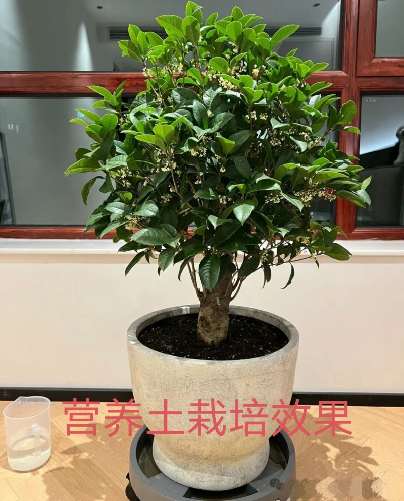 优质营养土，疏松透气，保水保肥不积水不烂根，不生蚊虫杂草