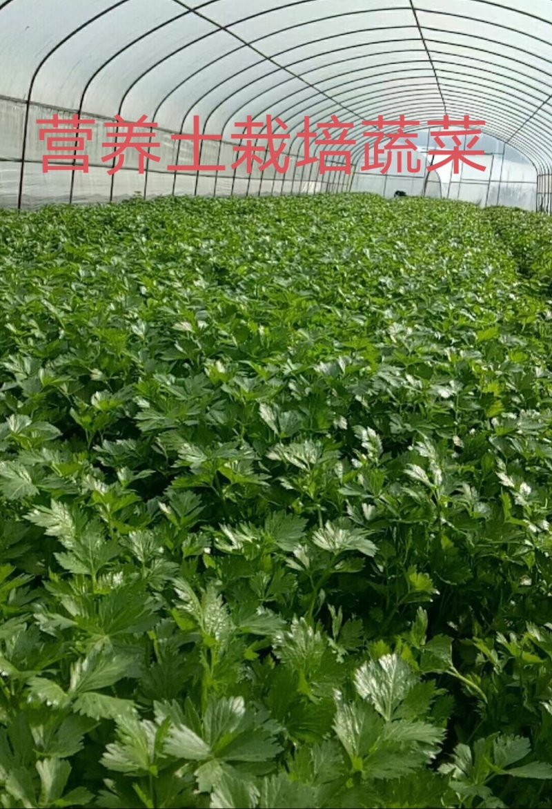 优质营养土，疏松透气，保水保肥不积水不烂根，不生蚊虫杂草