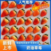 安徽阜阳闻集天仙醉草莓奶油草莓大量上市欢迎致电