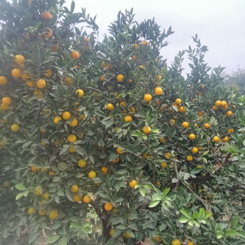 麻阳冰糖橙产地一手货源，现摘现发规格齐全，代发全国