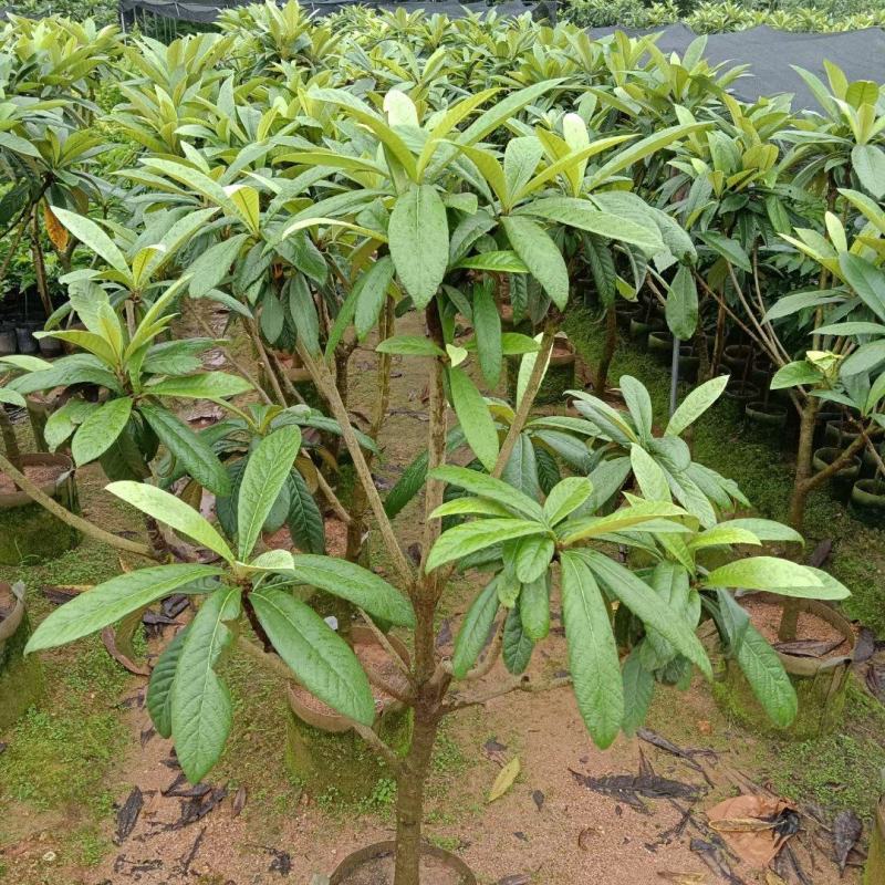 枇杷树