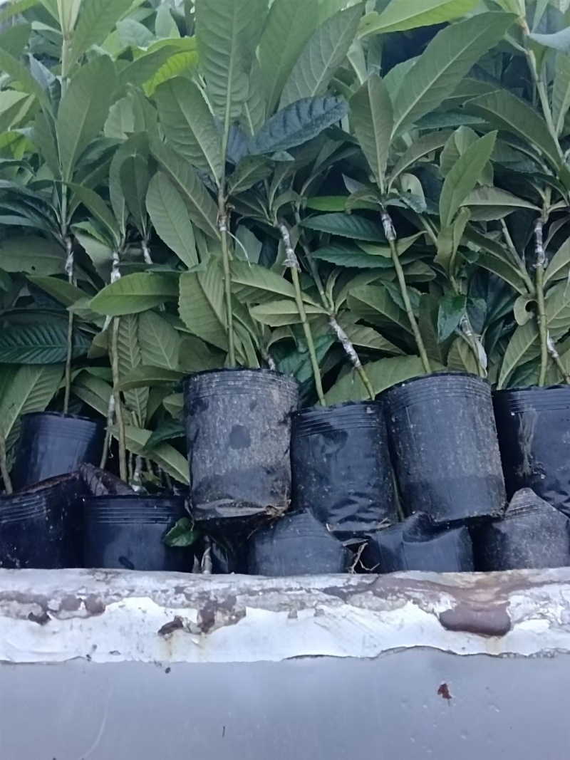 枇杷树