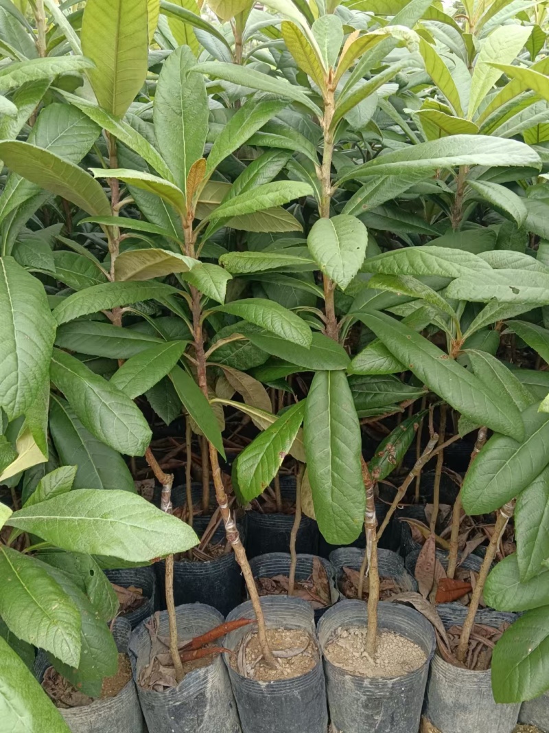 枇杷树