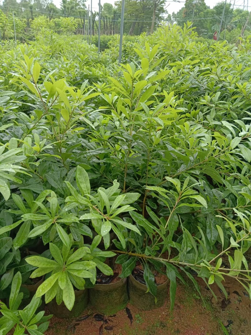 枇杷树