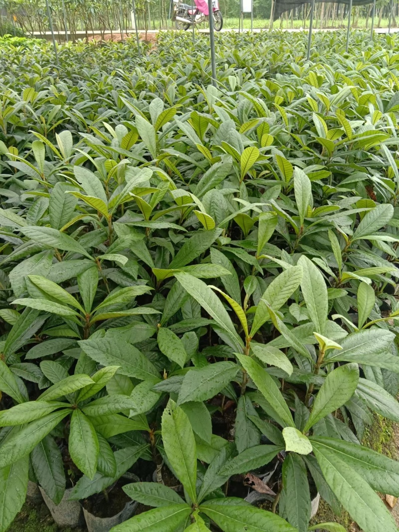 枇杷树