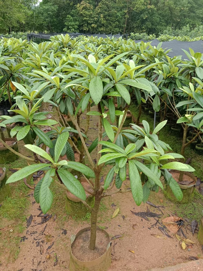 枇杷树
