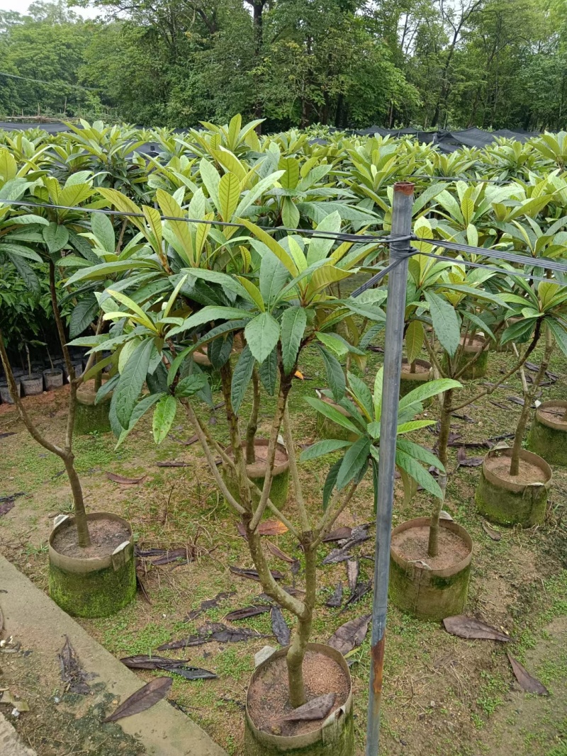 枇杷树
