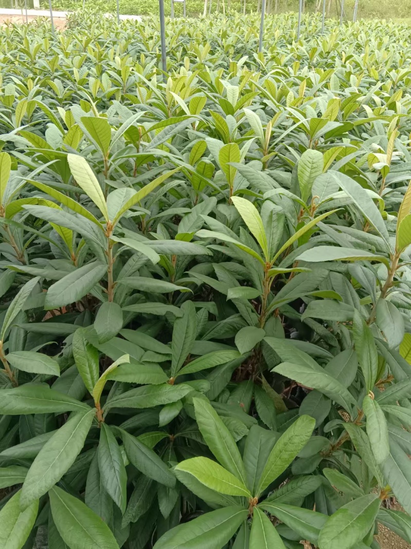 枇杷树