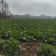 娃娃菜大娃娃菜大量有货种植基地发货